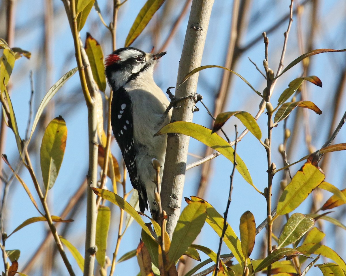 Downy Woodpecker (Pacific) - ML410080951