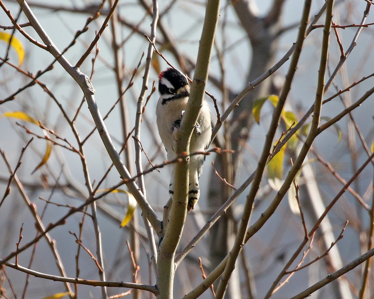 Downy Woodpecker (Pacific) - ML410080961