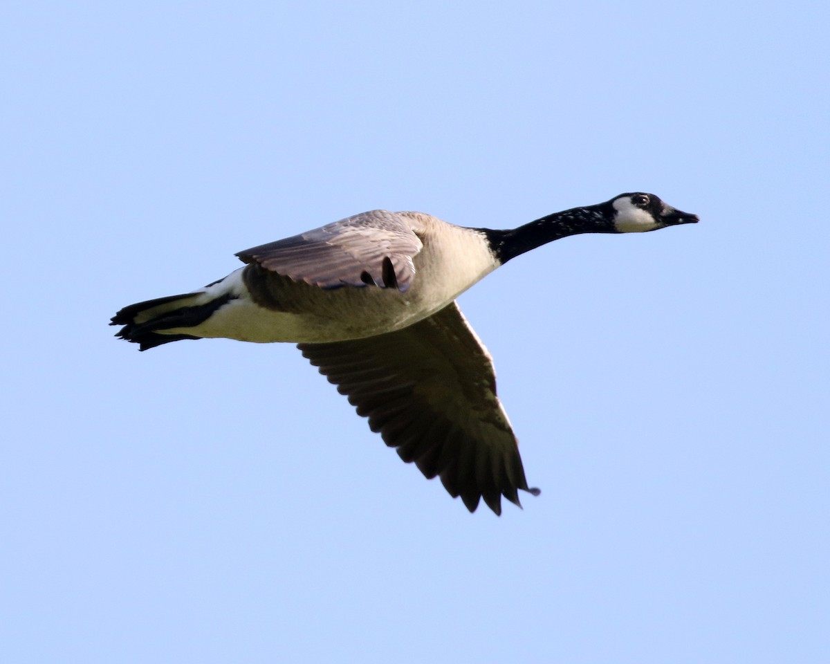 Canada Goose - ML410081061