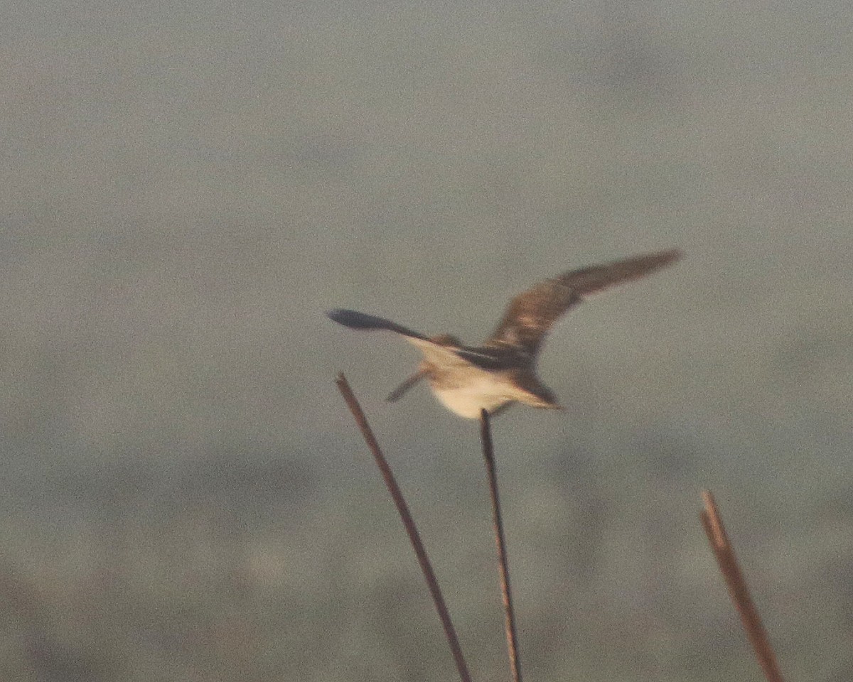 Wilson's Snipe - ML410081781