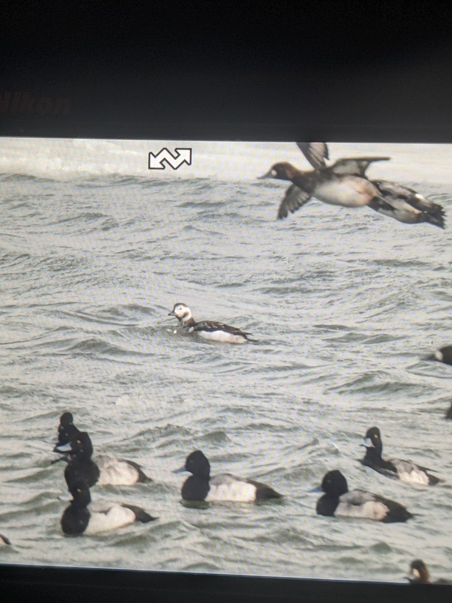 Long-tailed Duck - ML410082051