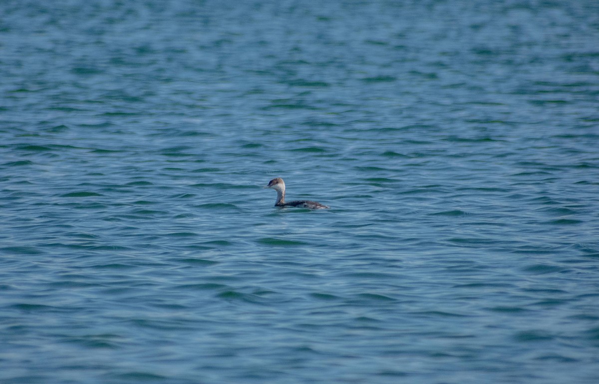 Horned Grebe - ML410091641