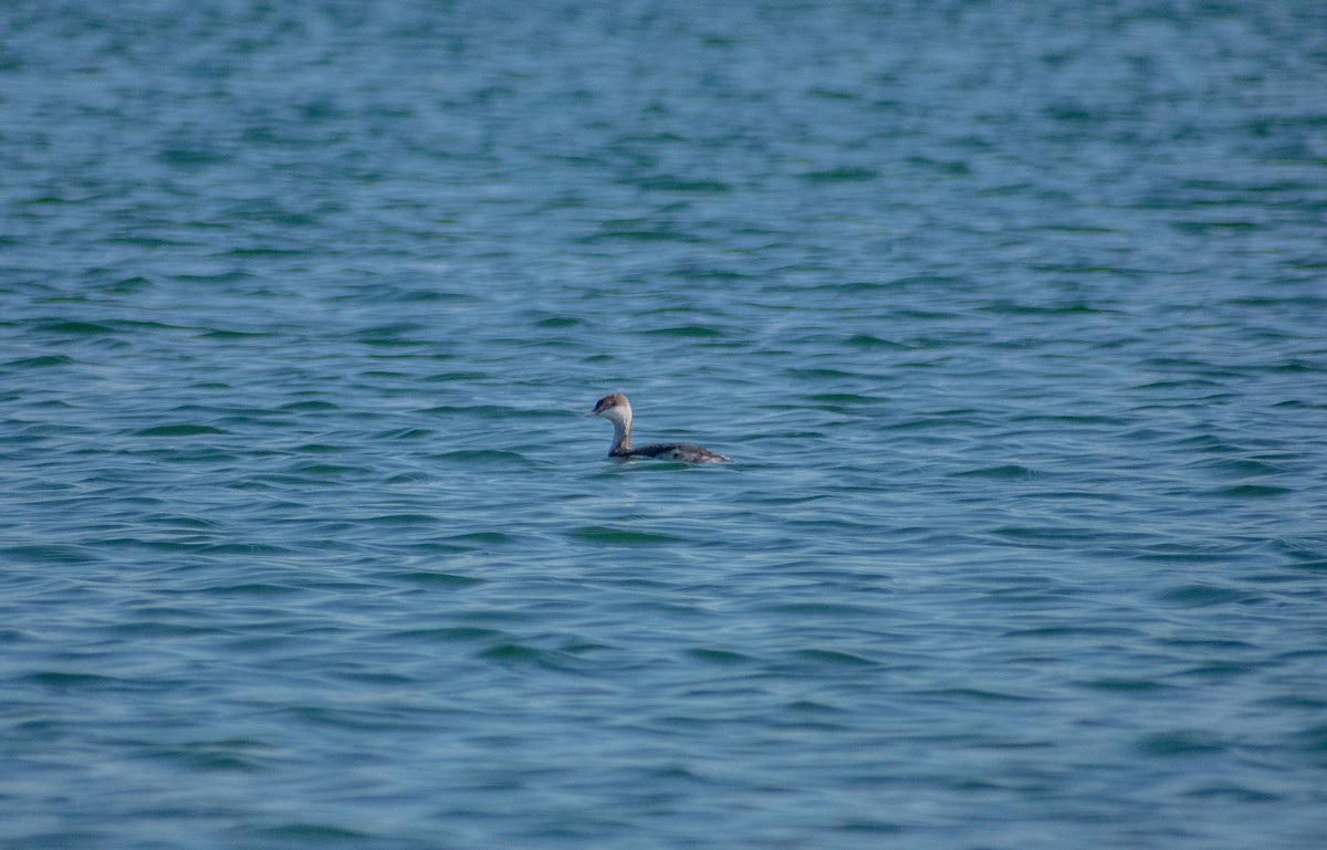 Horned Grebe - Ky Clare