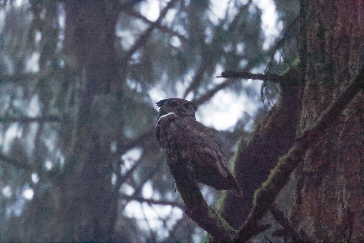 Great Horned Owl - ML410093061