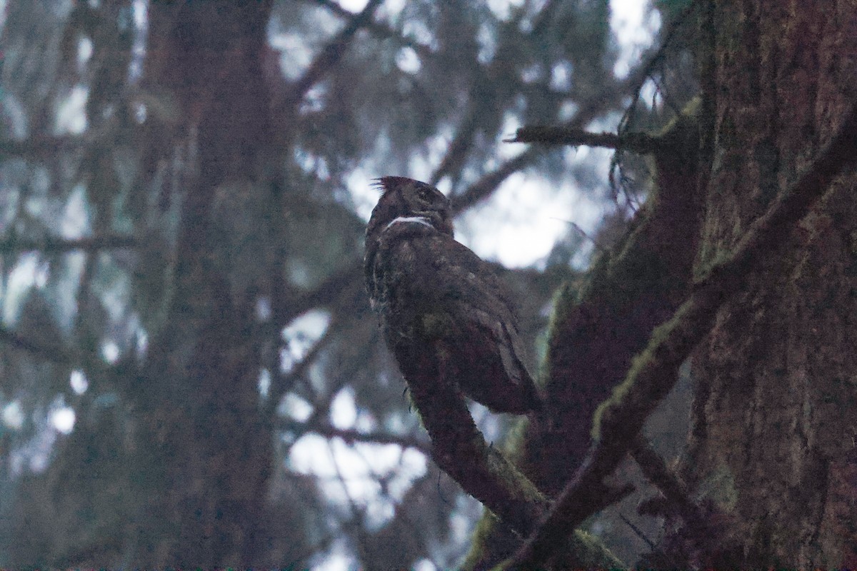 Great Horned Owl - ML410093071