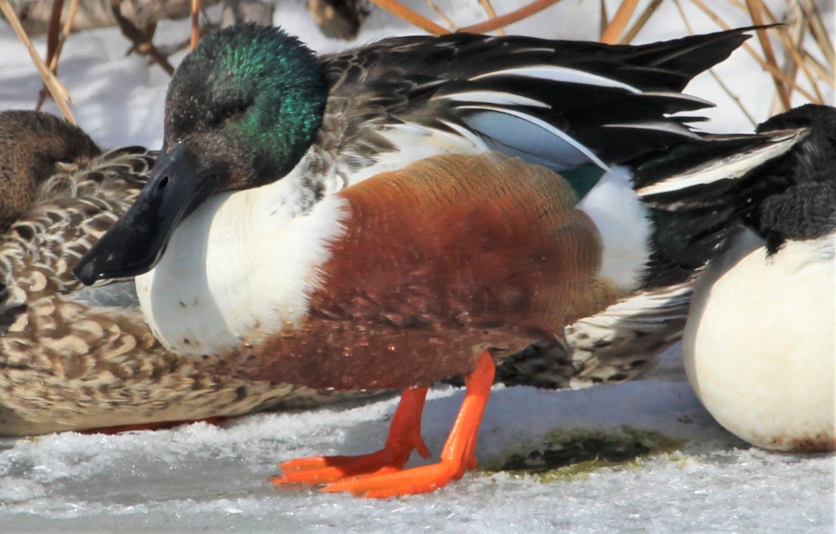 Northern Shoveler - NE Ohio Duck Tracker - JUDY   ( ')>