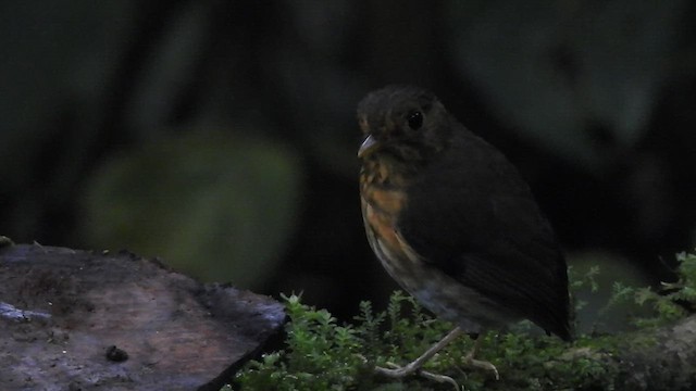 Ochre-breasted Antpitta - ML410095221