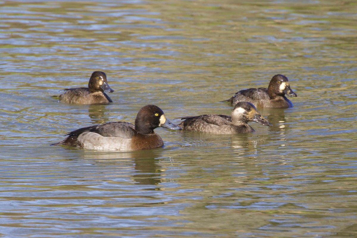 Surf Scoter - ML410095571