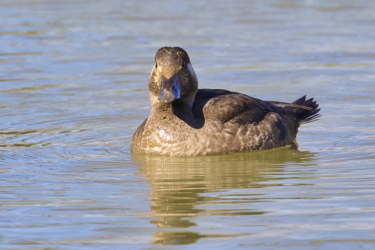 Surf Scoter - ML410095591