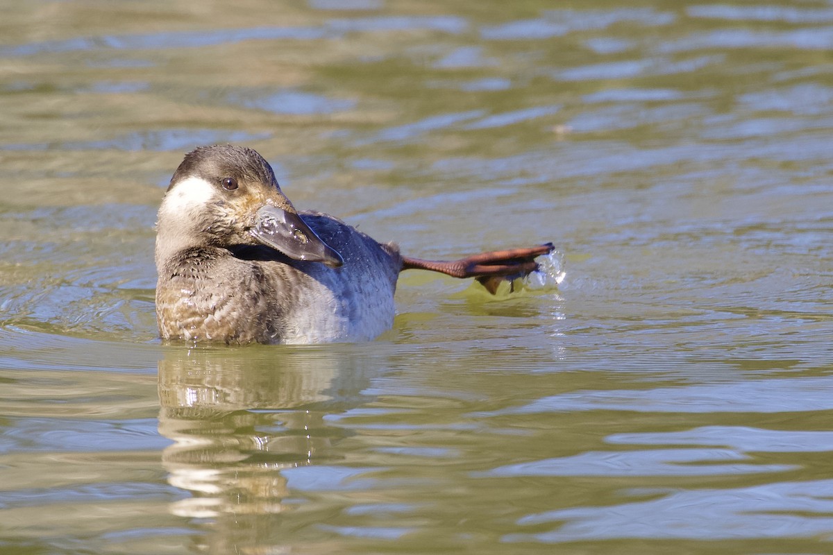 Surf Scoter - ML410095891