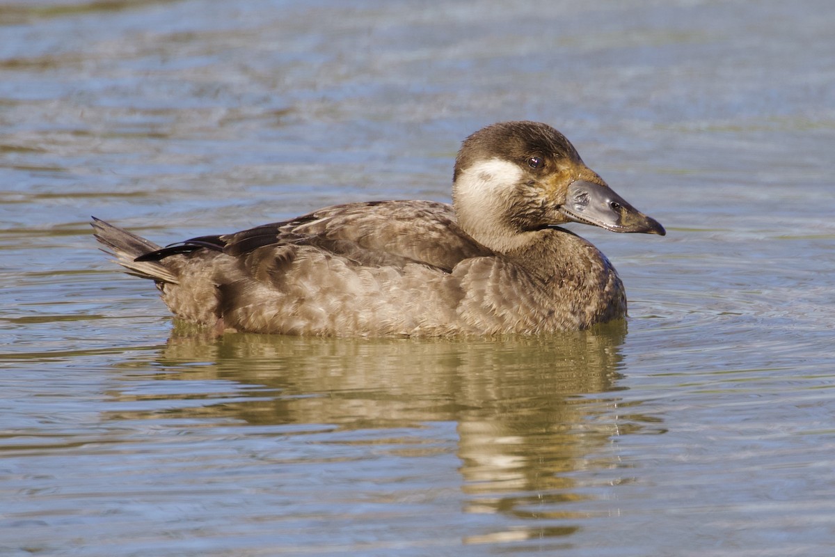 Surf Scoter - ML410095931
