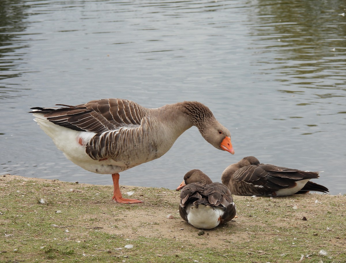 Graylag Goose (Domestic type) - ML410095951