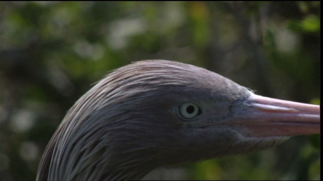 Reddish Egret - ML410097