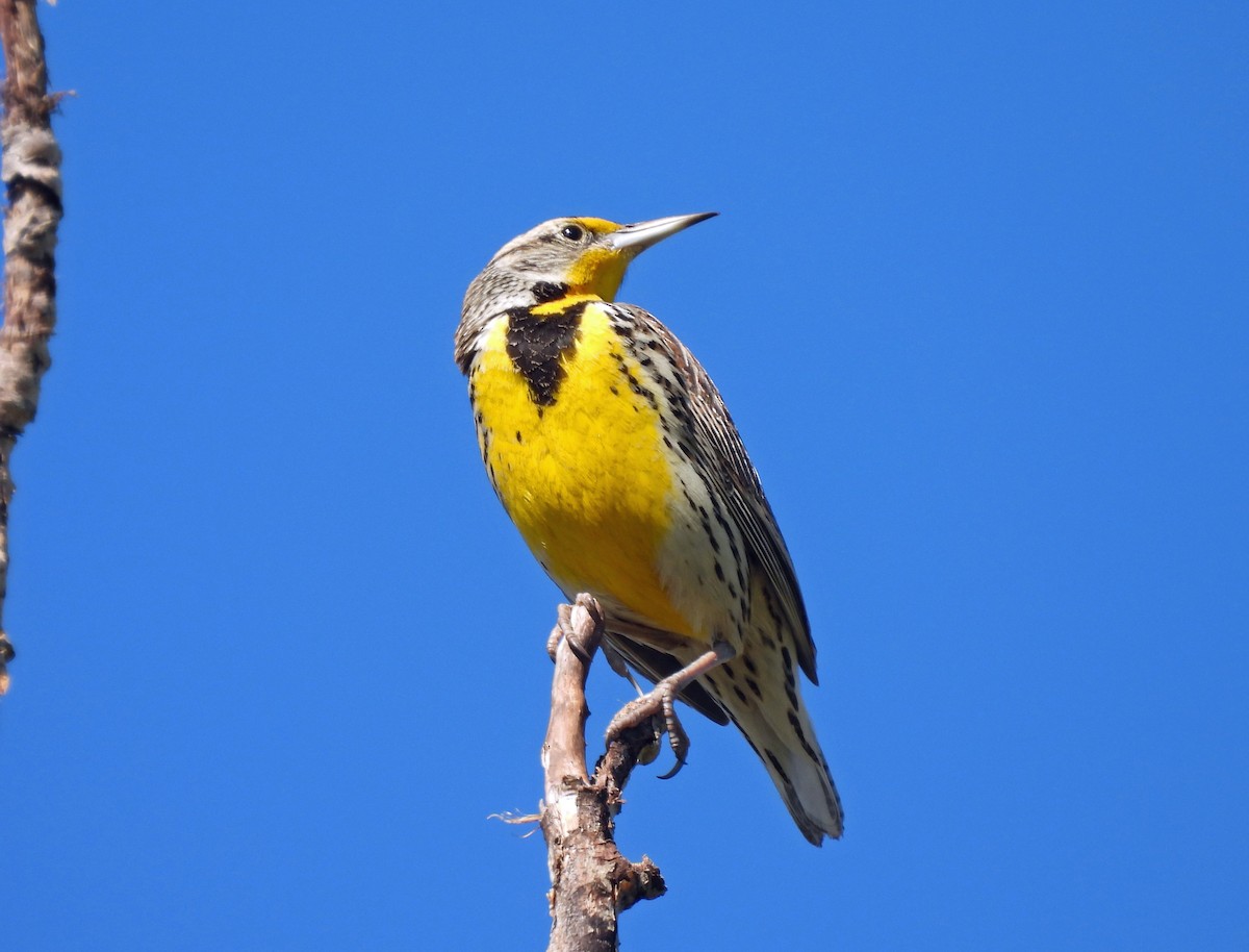Western Meadowlark - ML410097621
