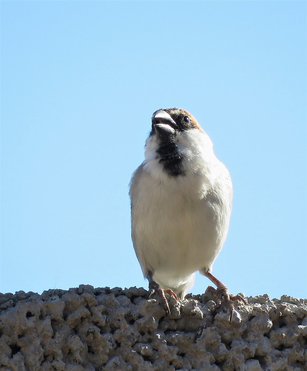 Cape Verde Sparrow - ML410099471