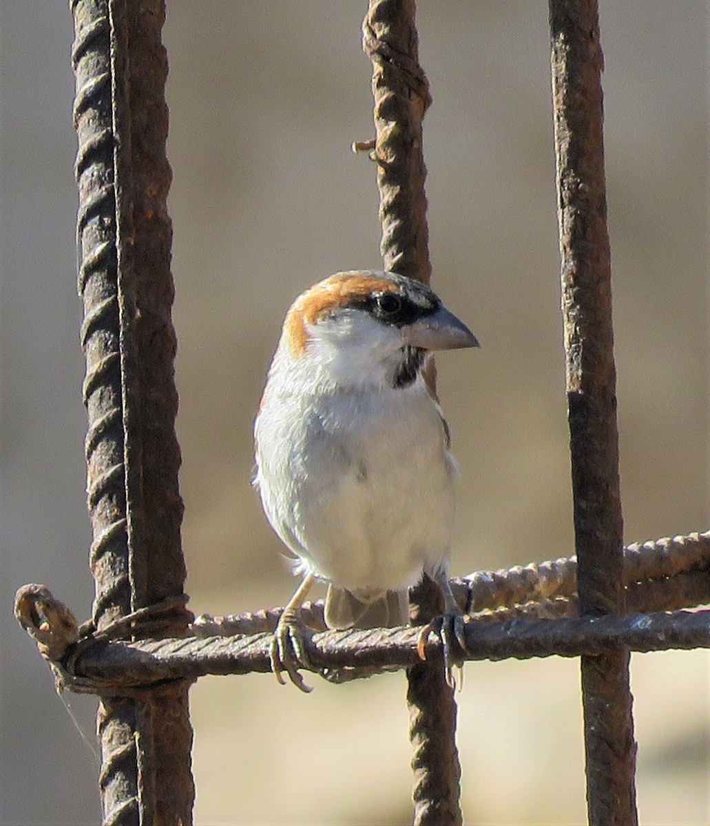 Cape Verde Sparrow - ML410099511
