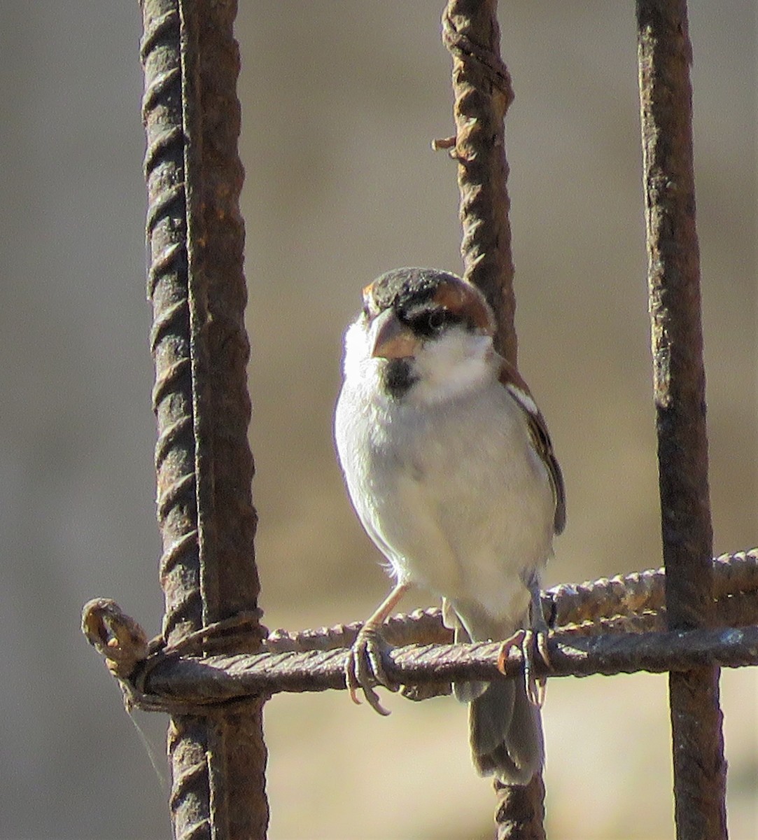 Cape Verde Sparrow - ML410099521