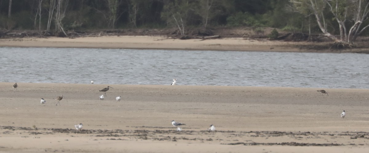 Far Eastern Curlew - ML410099681