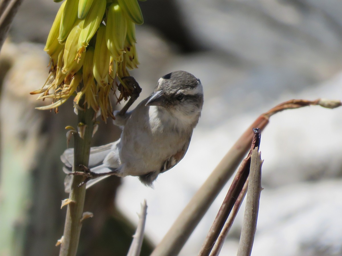 Cape Verde Sparrow - ML410099841