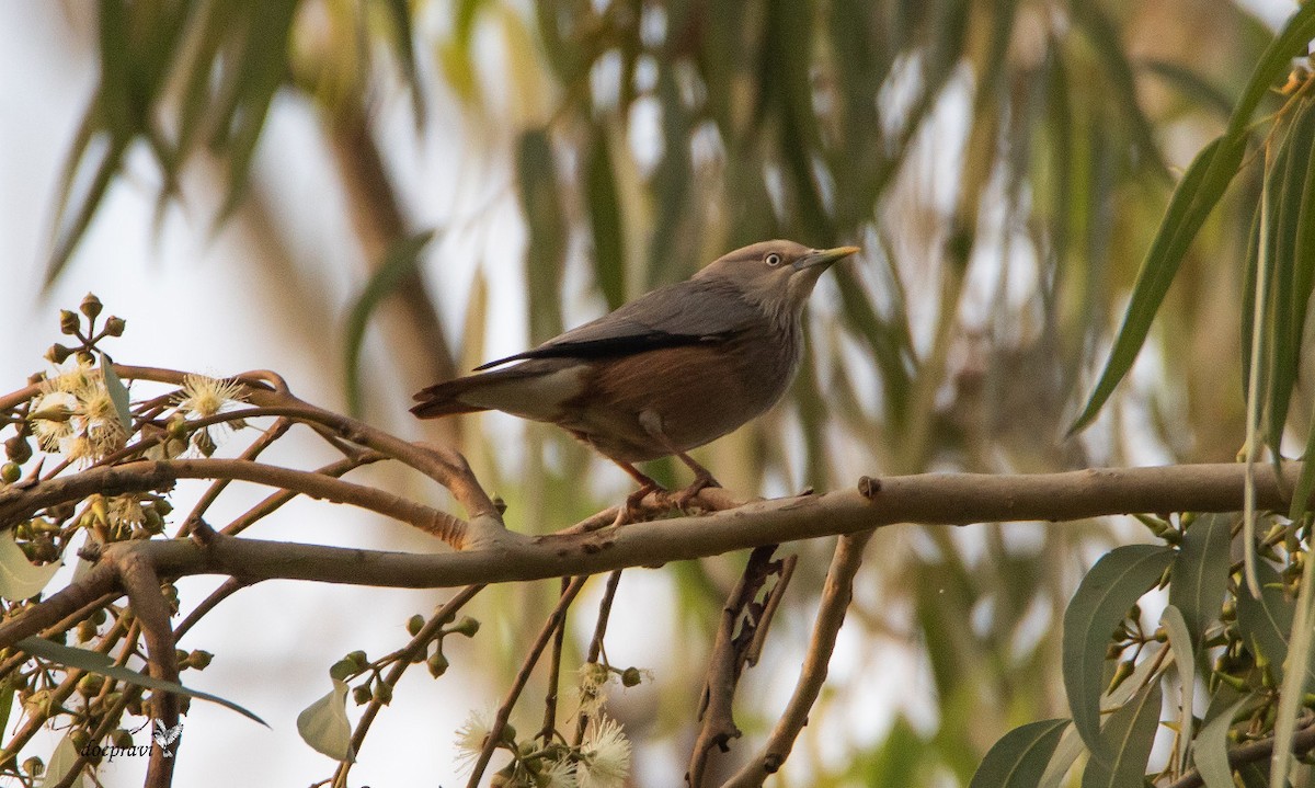 Chestnut-tailed Starling - ML410099981