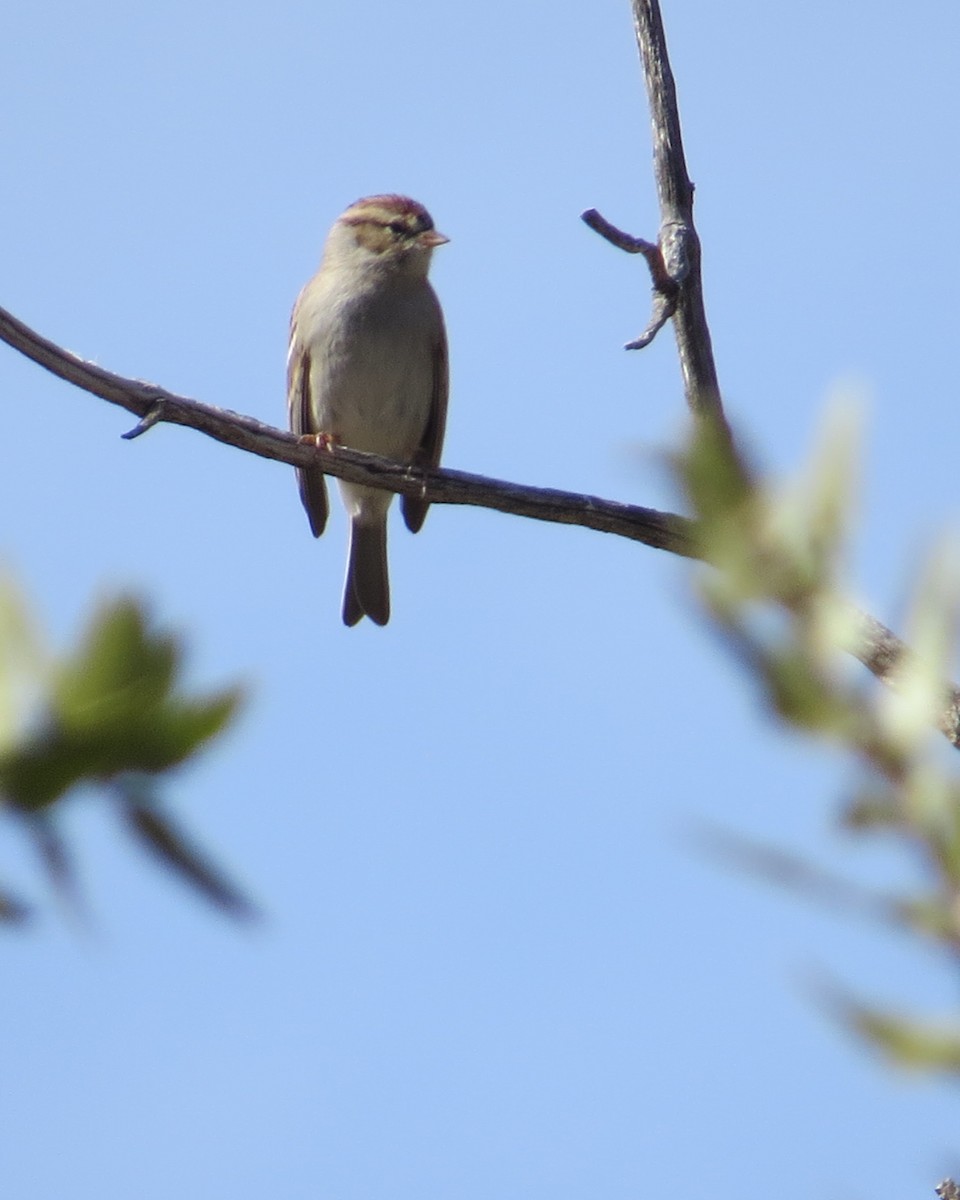 Chipping Sparrow - Dawn Zappone
