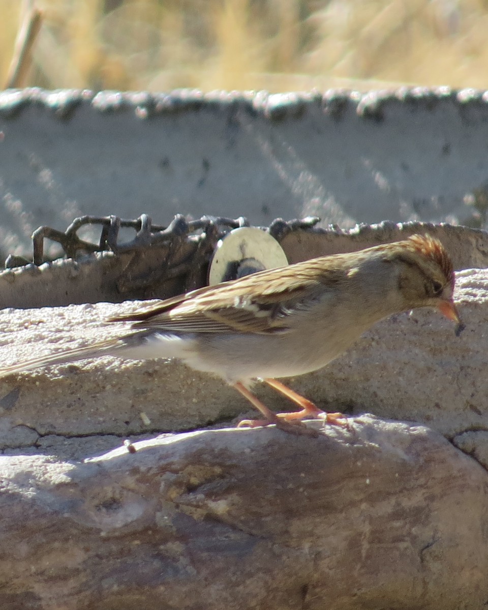 Chipping Sparrow - ML410100241