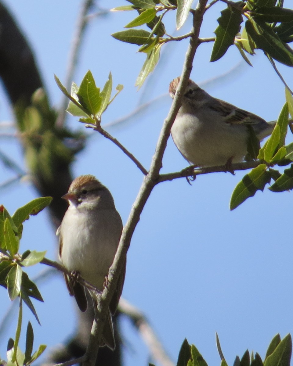 Chipping Sparrow - ML410100301