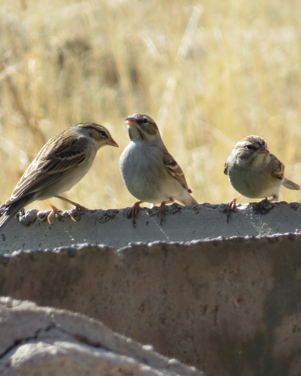 Chipping Sparrow - ML410100331