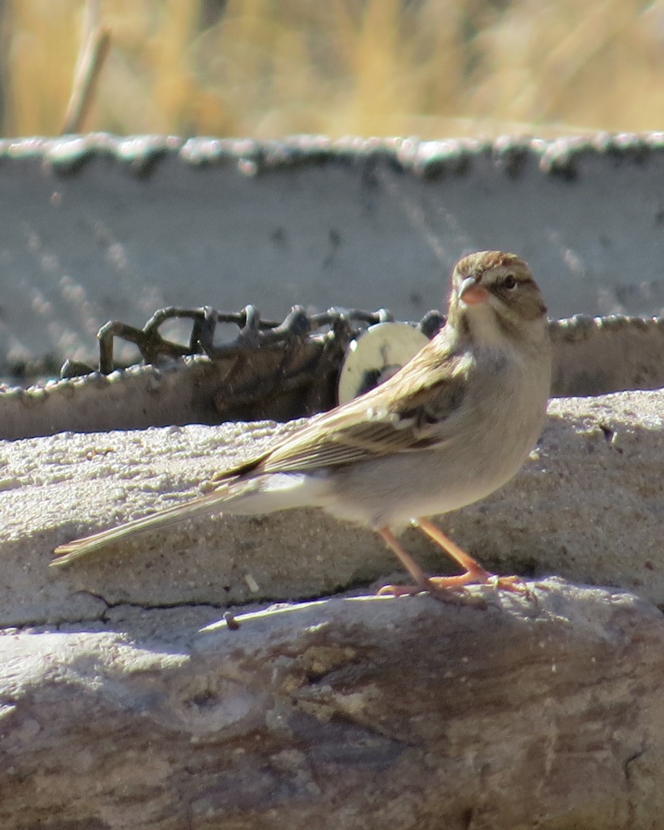 Chipping Sparrow - Dawn Zappone