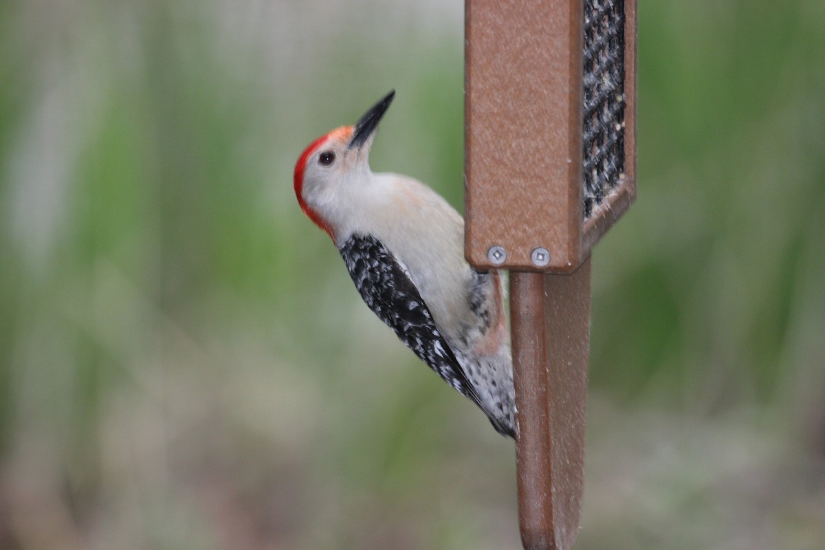 Red-bellied Woodpecker - Chuck Gates