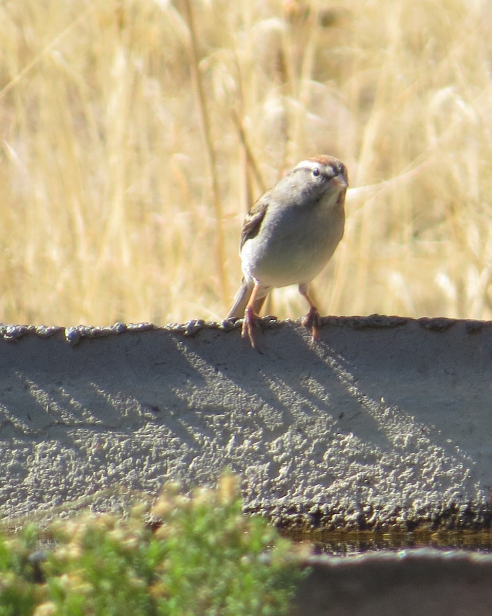 Chipping Sparrow - ML410100661