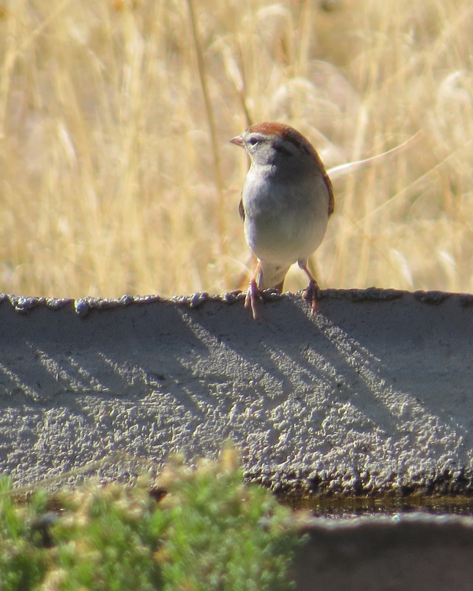 Chipping Sparrow - ML410100681