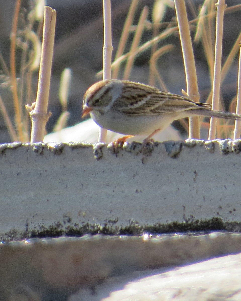 Chipping Sparrow - ML410100821