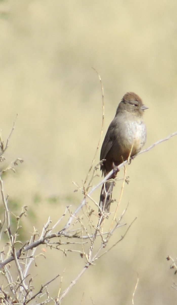 Canyon Towhee - ML410101671