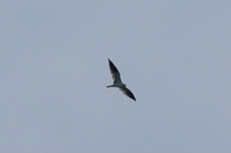 Black-shouldered Kite - ML410102821