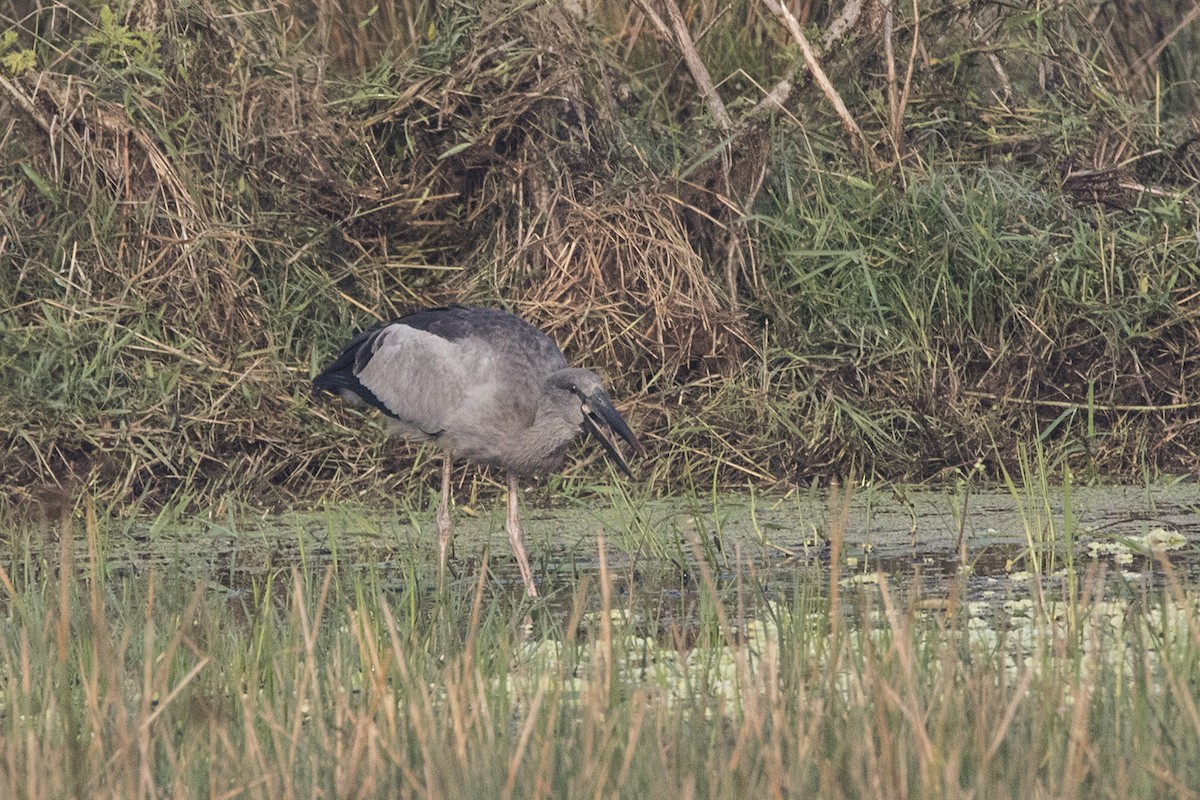 Asian Openbill - ML410103091