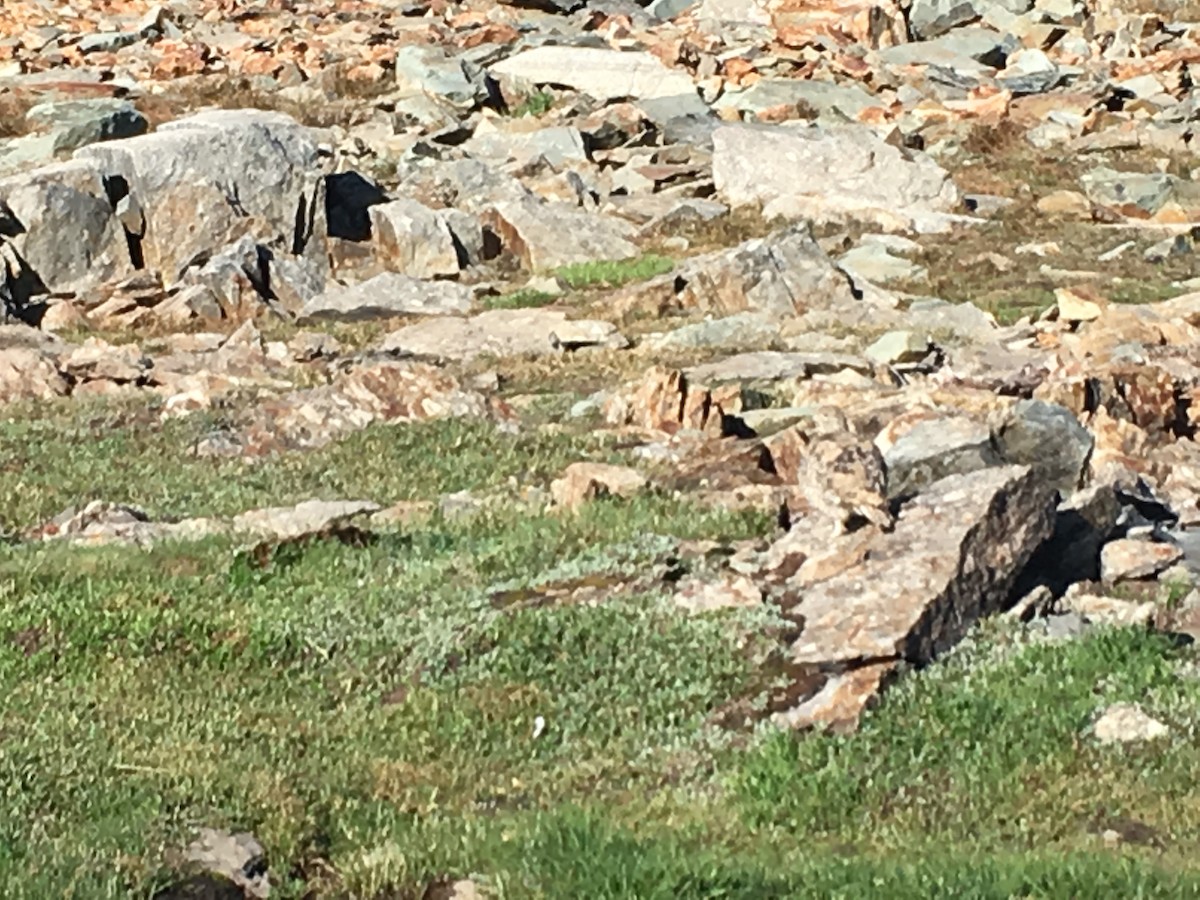 White-tailed Ptarmigan - ML410103221