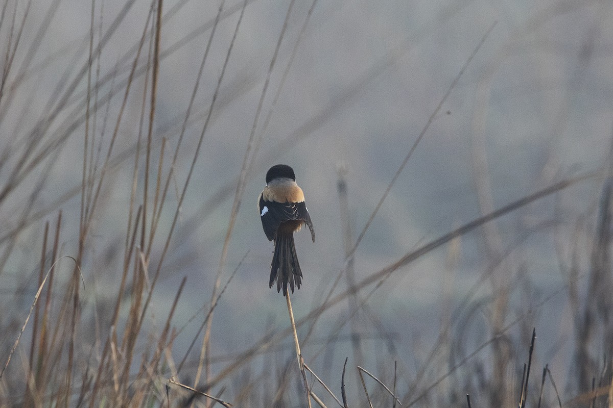 Long-tailed Shrike - ML410103491