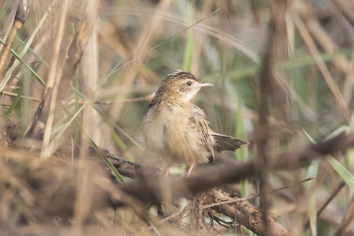 Zitting Cisticola - ML410103591