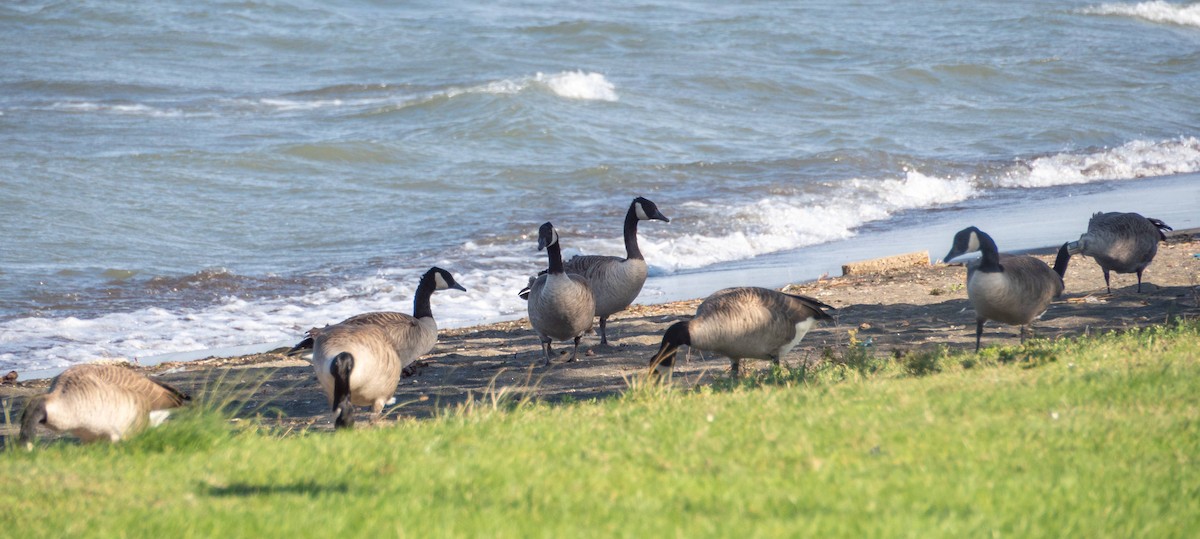 Canada Goose - ML410103691