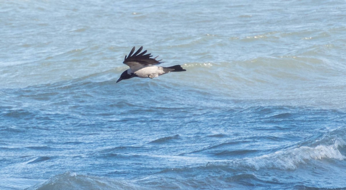 Hooded Crow - ML410103761