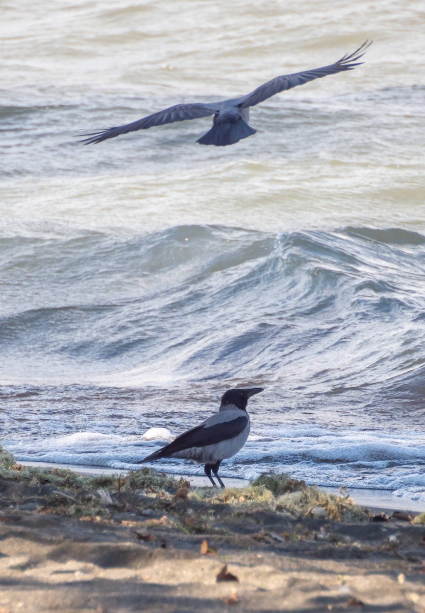 Hooded Crow - ML410103771