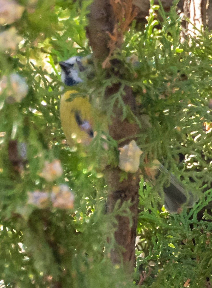 Eurasian Blue Tit - ML410103841