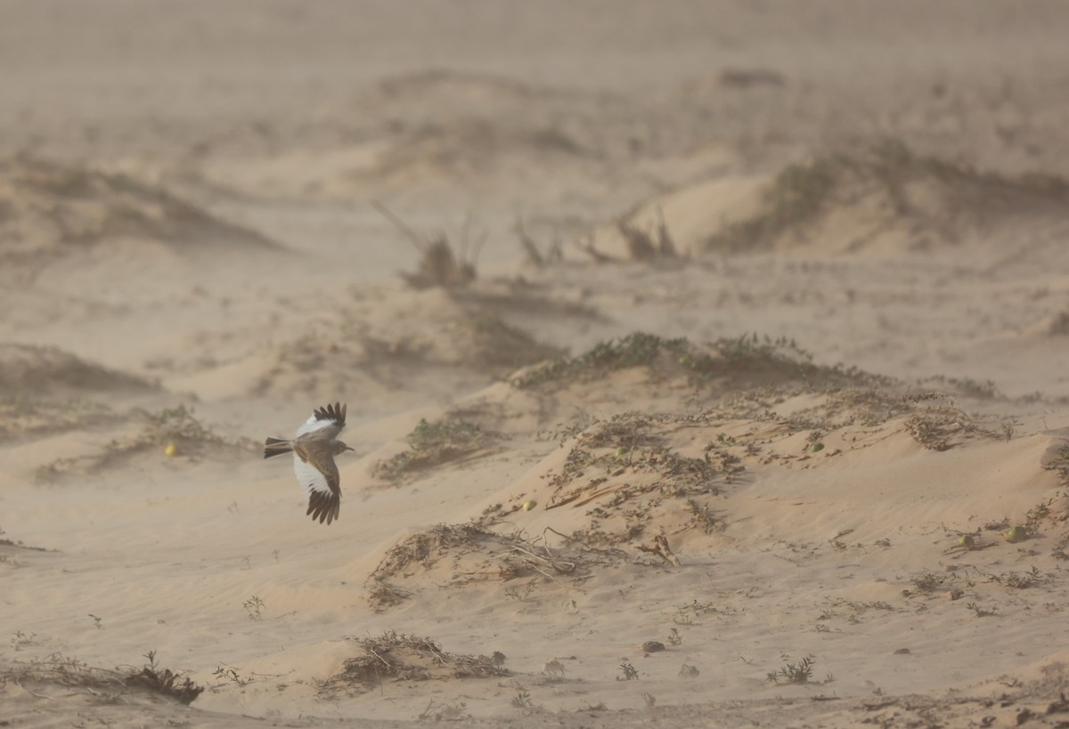 Greater Hoopoe-Lark - ML410104511