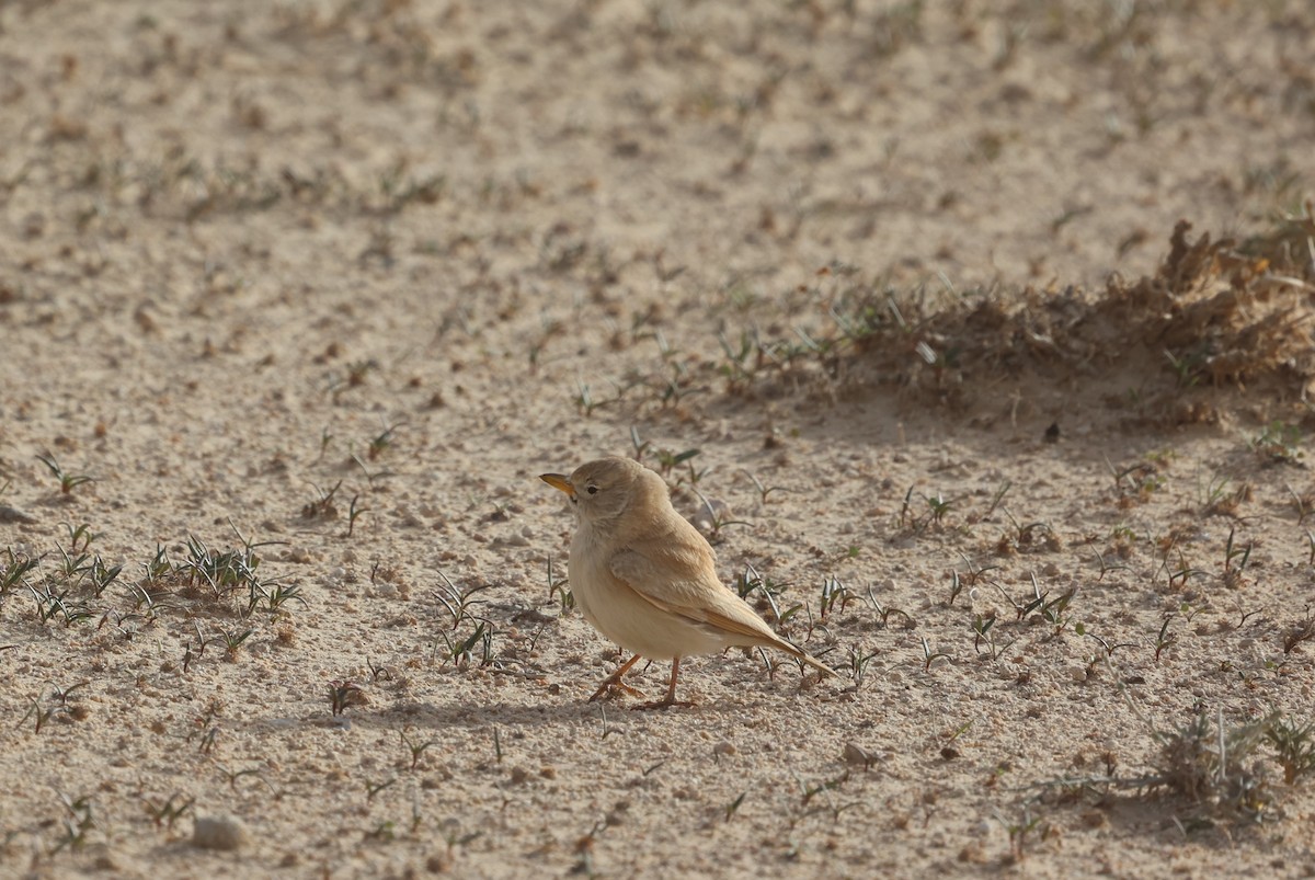 Desert Lark - ML410104561