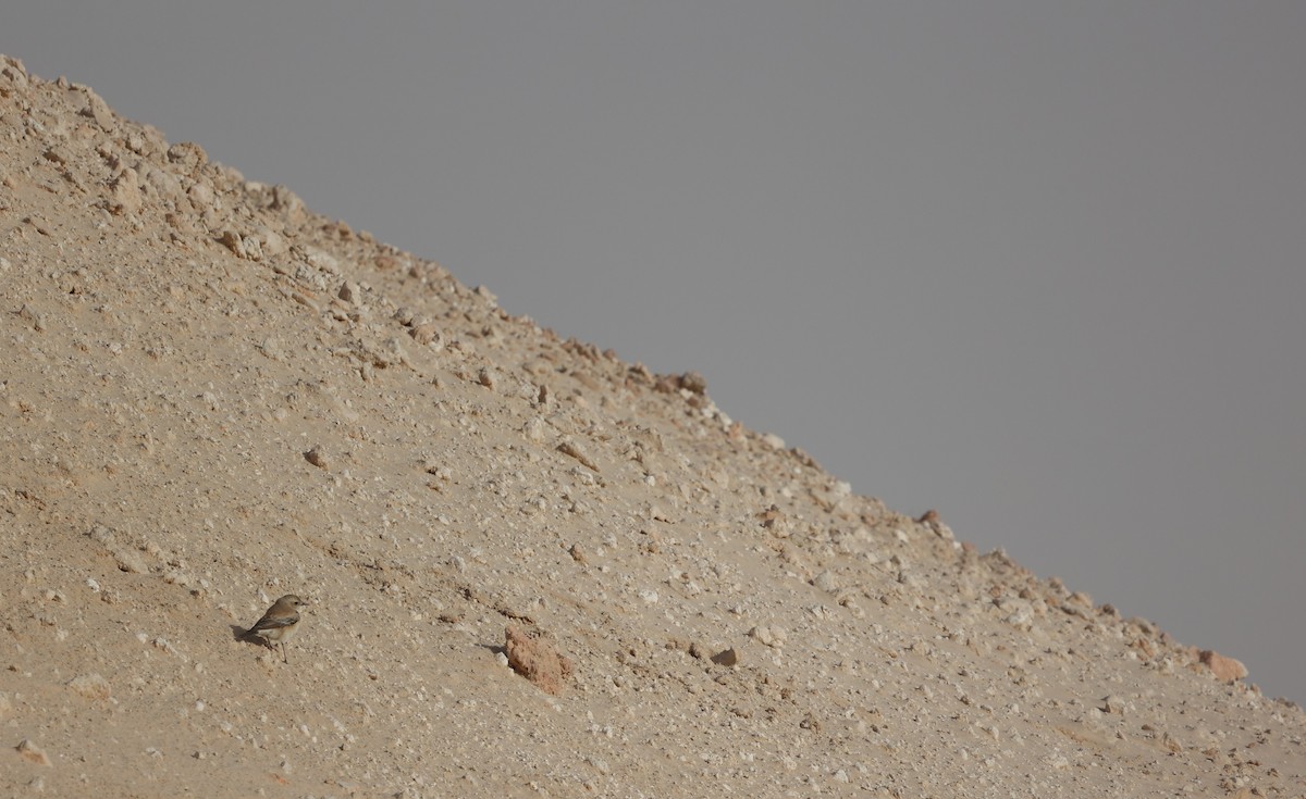 Desert Wheatear - ML410104661