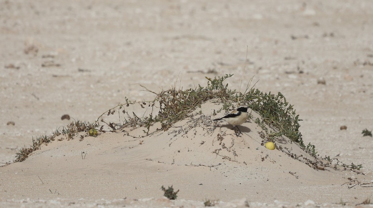 Desert Wheatear - James Conder