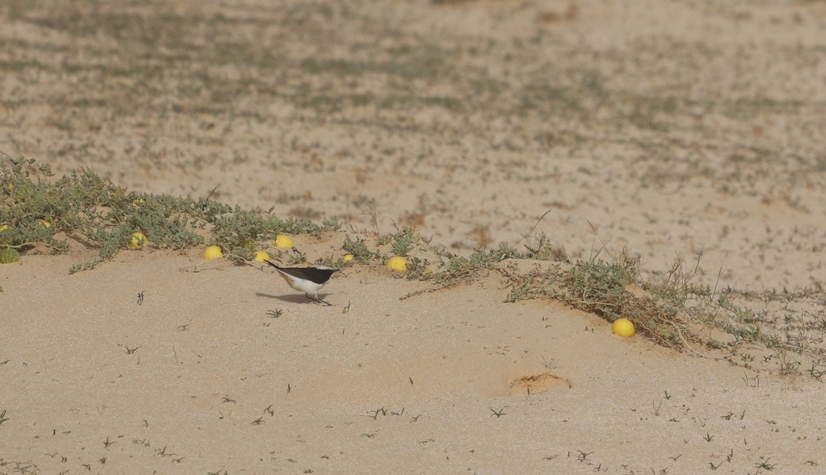 Mourning Wheatear - James Conder