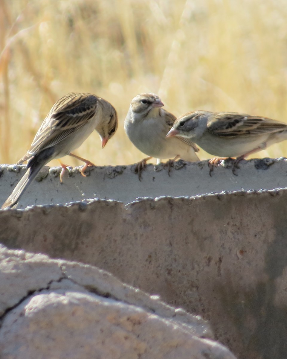 Chipping Sparrow - ML410108701