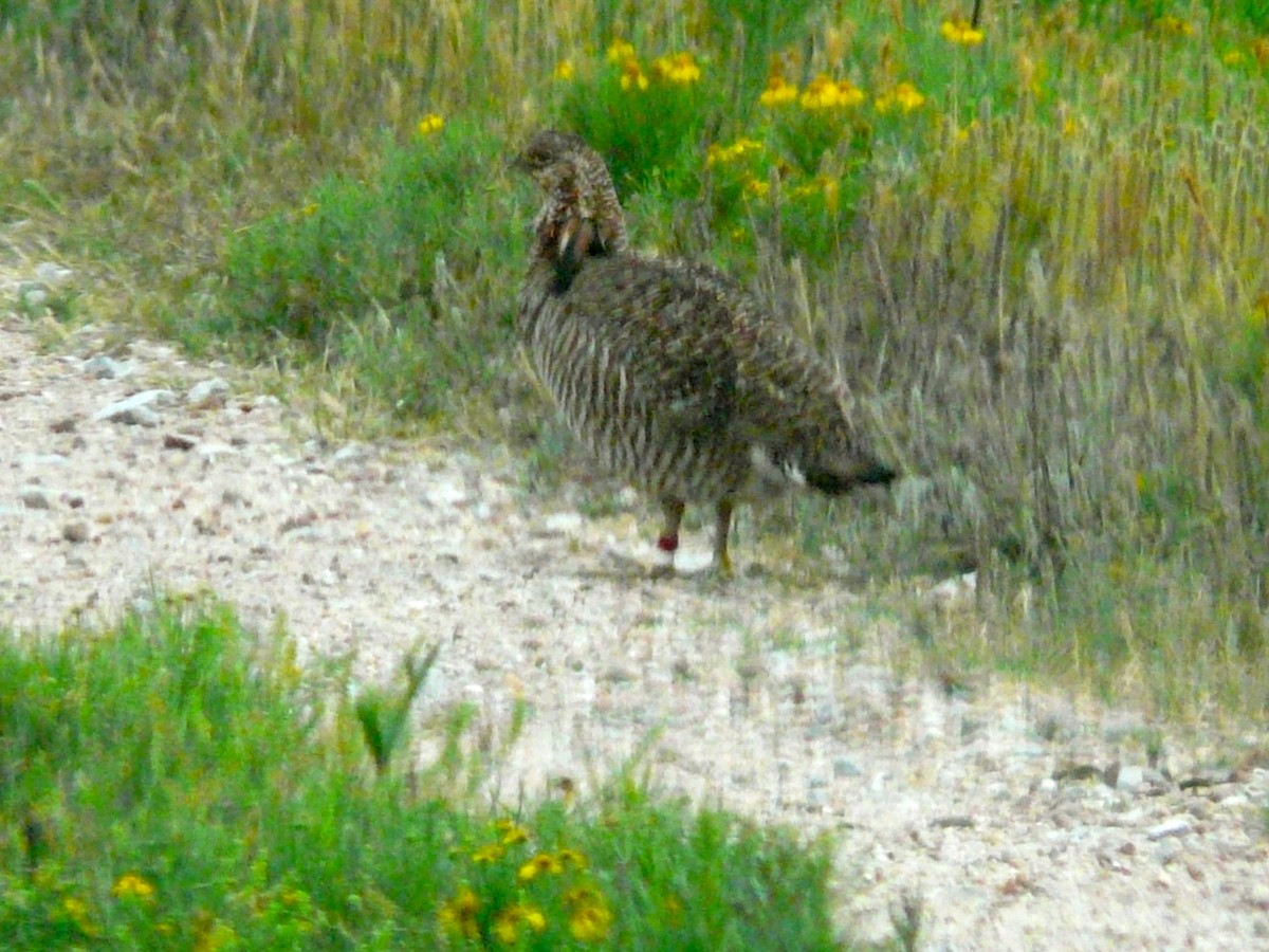 Greater Prairie-Chicken (Attwater's) - Jeanette Frazier